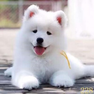 攀枝花萨摩耶幼犬纯种萨摩耶犬活体微笑天使萨摩耶小狗雪橇犬哈士