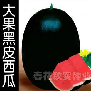 特大黑皮红瓤西瓜种 脆甜 水果种子高产抗病 春高肉质糖度子夏四季