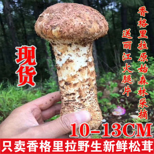 13CM新鲜松茸野生500g云南特产西藏松茸干货食用菌菇特级现货