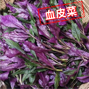 血皮菜紫背菜新鲜现摘观音菜四川特产时令蔬菜农家自种全年供货