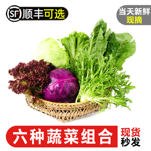 新鲜蔬菜沙拉组合4斤红叶苦菊球生菜罗莎绿紫包菜罗马菜沙拉套餐