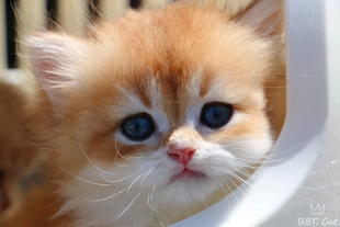 长毛金渐层英国长毛猫网红猫咪自由猫舍健康繁育