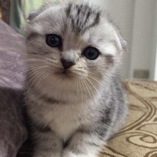 重庆名猫繁殖基地出售纯种折耳猫英国短毛猫加菲猫蓝猫实体店可选