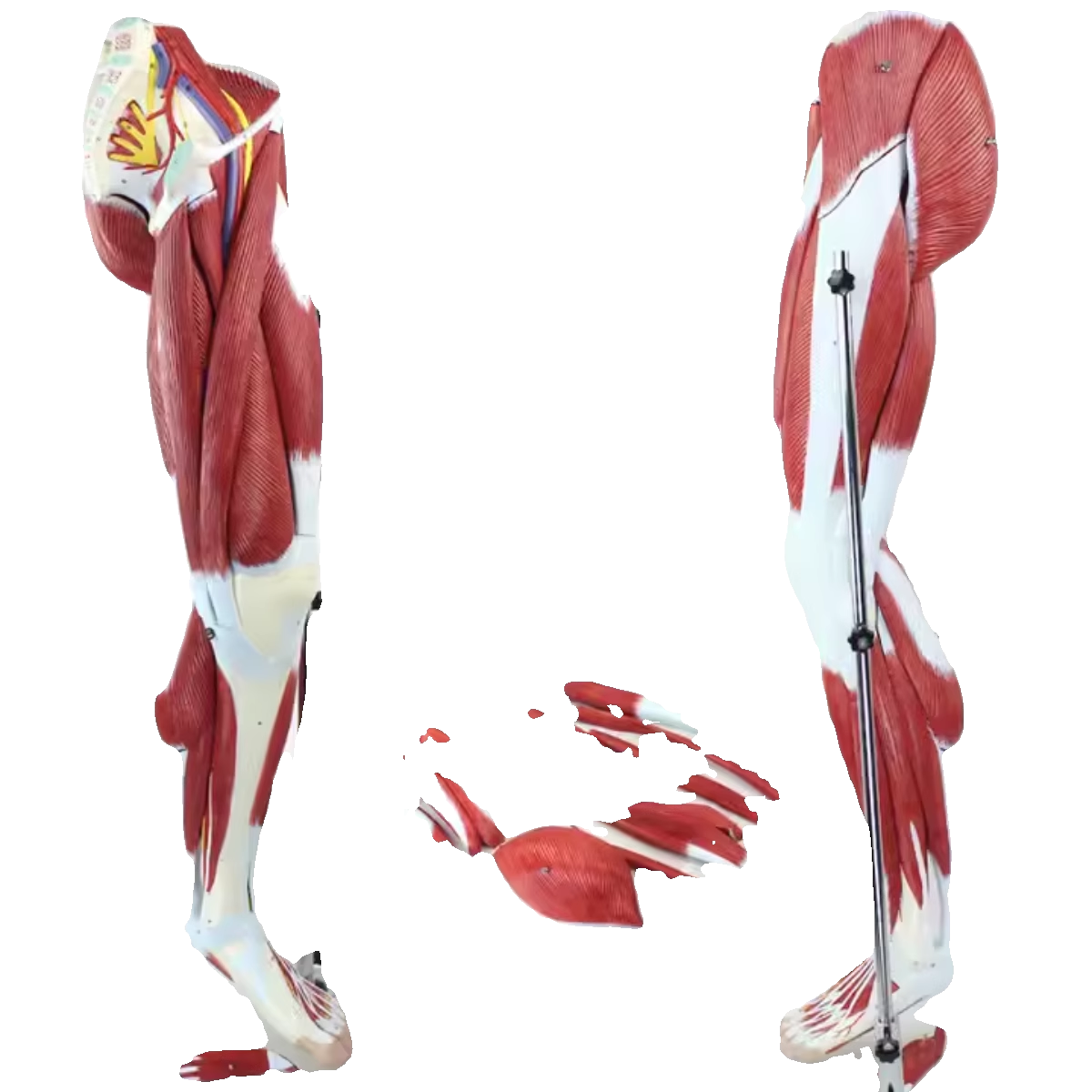 MDCD海医人体下肢肌肉血管神经模型腿部运动系统医学人体解剖