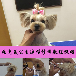日韩萌系宠物美容师教程视频约克夏造型修剪毛书籍教学视频MODPET