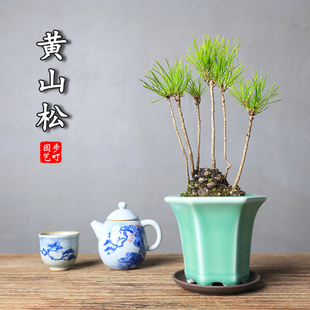 长青小盆景 创意黄山松松果盆栽茶台微景观室内好养窗台绿植物四季