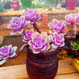 紫珍珠多肉植物老桩群景天科石莲花属桌面盆栽绿植净化空气防辐射