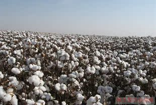 新疆棉被 2022新棉 单人双人春秋冬被 长绒棉花被芯棉絮褥子