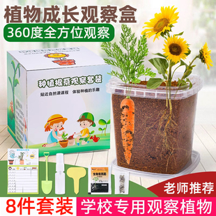 儿童植物种植观察盒日记小盆栽幼儿园发芽种子根系透明生长套装