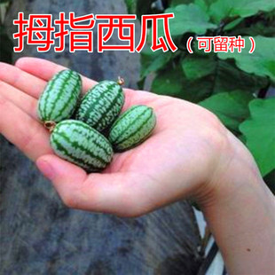 有机拇指西瓜种子迷你小西瓜种籽蔬菜水果种子四季 蔬菜庭院 包邮