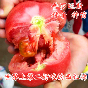 包邮 普罗旺斯番茄种子西红柿种籽草莓番茄苗沙瓤产量高口感好酸甜
