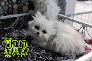 波斯猫 金吉拉 南京客栈猫舍猫店 银渐层 纯种 幼猫 幼猫长毛猫