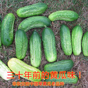蔬菜种籽孑 夏秋四季 中国老品种旱黄瓜水果黄瓜种子地黄瓜种孑春季