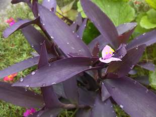 多肉植物花卉室内 紫竹梅吊兰盆栽罗兰苗带土耐旱好养庭院绿植四季