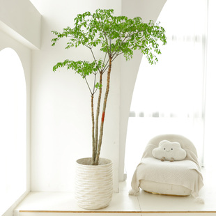 幌伞枫大型绿植室内落地好养活植物净化空气原生幸福树客厅大盆栽