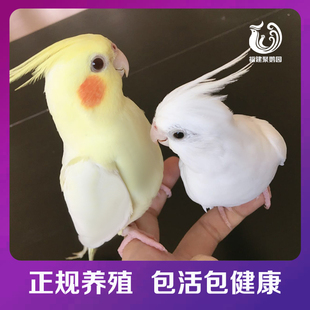 可爱萌宠物活物体手养雏鸟鹦鹉活观赏黄化玄凤牡丹