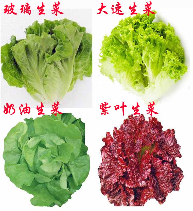 播 生菜种子 6.9元 奶油生菜玻璃生菜紫叶生菜 包邮 阳台庭院四季