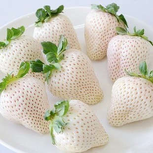 种植盆栽草莓苗 白雪公主草莓苗雪兔巨无霸特大美白姬妙香隋珠四季