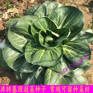 青菜油菜种子 四季 非转基因可留种蔬菜种子老品种苏州黑叶青种子