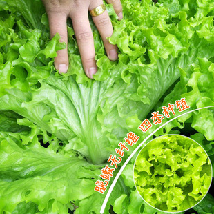 播大速生菜种籽脆嫩青菜籽阳台盆栽蔬菜种孑易活 玻璃生菜种子四季