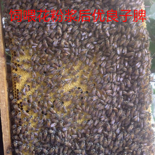 包邮 2021年新鲜杂花粉思远蜂业蜜蜂饲料蜂粮正宗油菜杂花粉