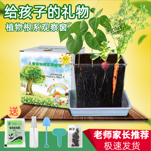 儿童植物根系观察窗种植盆栽实验日记种子幼儿园学种菜生长盒玩具