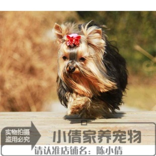 上海出售纯种约克夏梗金头钢背长毛家养宠物狗狗约克夏犬活体y