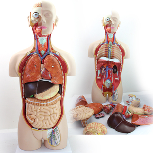 医用85CM人体器官系统解剖模型人体内脏器官分布解剖 颐诺正品