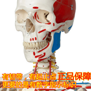 ENOVO颐诺医学170CM人体骨骼模型肌肉骨架标本解剖脊柱骨科教学模
