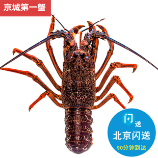 新鲜海鲜水产澳洲大龙虾 6斤可拍 北京闪送 鲜活澳龙 2斤起拍
