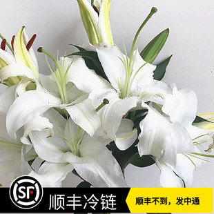 云南昆明A级10枝白色单双多头香水百合花束家用插花水养鲜花