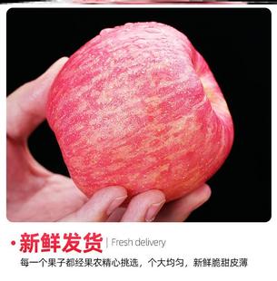 一箱苹果嘎啦苹果新鲜5斤10斤整箱红富士 山东苹果红富士新鲜当季