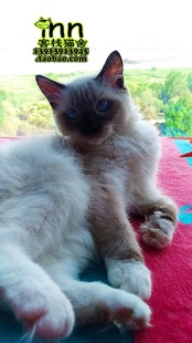 仙女猫 布娃娃猫 蓝眼睛长毛猫 大型猫 宠物猫咪 海豹手套布偶猫
