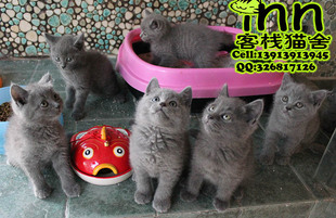 英短蓝猫英国短毛猫 宠物猫咪活体 南京客栈猫舍猫店 猫仔猫崽