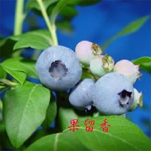 新手推荐 蓝莓 三年苗 南方地区种植 营养钵发货 大钵 南高品种