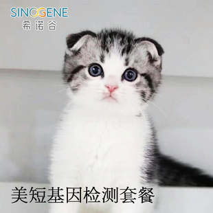 猫美短 豹猫 缅甸猫品种遗传病基因检测 暹罗猫