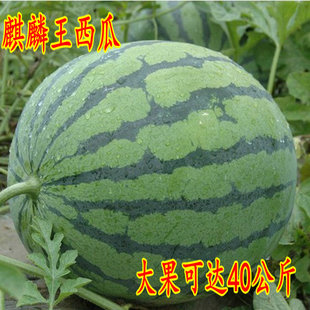 播种50克 富田麒麟王西瓜种子中早熟高产巨型大西瓜水果糖度高四季