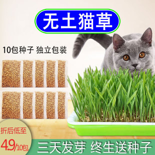 猫草种子猫草盆栽小麦种水培盆幼猫营养土壤猫咪零食种植盒种籽