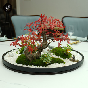 美空205 创意红枫盆景圆桌中式 饰 摆件餐桌转盘微景观仿真绿植物装
