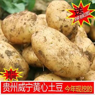 黄心土豆 包邮 贵州威宁2022新土豆马铃薯洋芋大号农家自种10斤