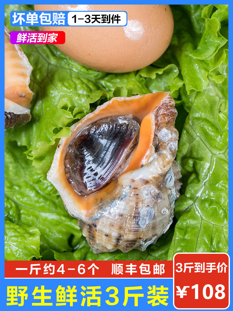 野生新鲜大海螺鲜活3斤装 1斤5个左右超大全店3斤 青岛海鲜水产 包邮