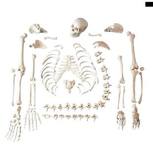 ENOVO颐诺仿真人比例人体骨骼散骨模型骨架标本模型美术医学 新款