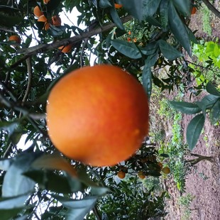 四川资中塔罗科血橙9斤新鲜水果应季 红心橙超甜血橙当季 包邮 整箱