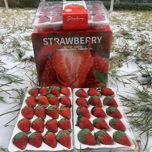 顺丰空运大凉山冬现摘草莓孕妇水果巧克力奶油大草莓非丹东99草莓
