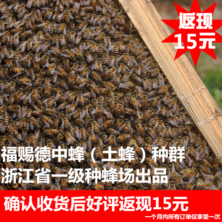 福赐德中蜂种群自然交尾蜜蜂种蜂群土蜂种群活体中华蜂群蜜蜂养殖