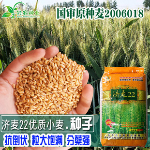 优质强筋大田冬小麦籽高产国审济麦22小麦种子矮秆抗倒大穗原种