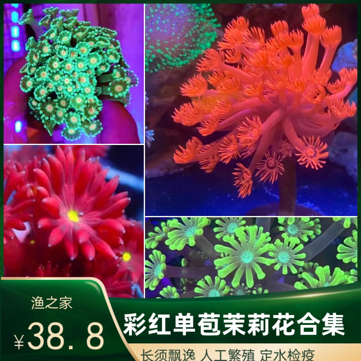 红单苞珊瑚茉莉花荧光正彩飘逸长杆海缸珊瑚活物繁殖易养人工基座