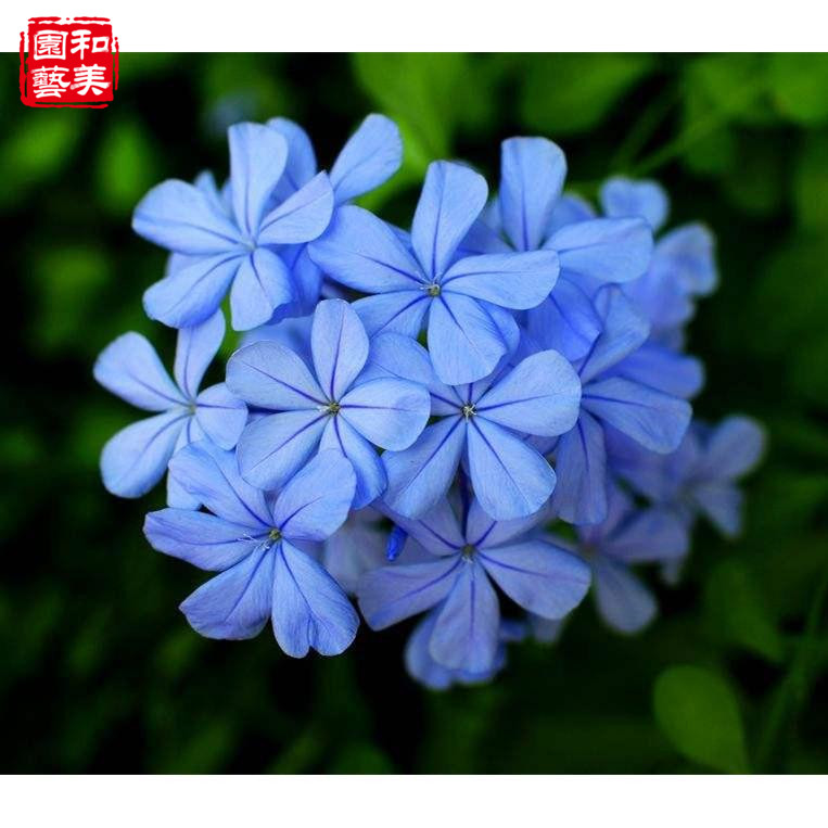白雪花 蓝雪花盆栽 多年生耐热花卉花期长 蓝茉莉 包邮 红雪花