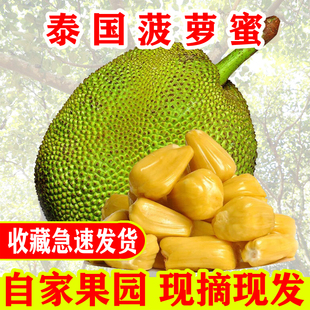 现摘发货泰国菠萝蜜当季 新鲜水果爆甜黄肉干苞12至22斤广东 包邮