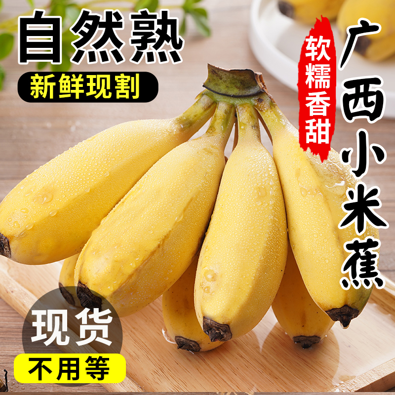 小香蕉粉蕉自然熟苹果蕉 正宗广西小米蕉香蕉新鲜10水果整箱斤当季
